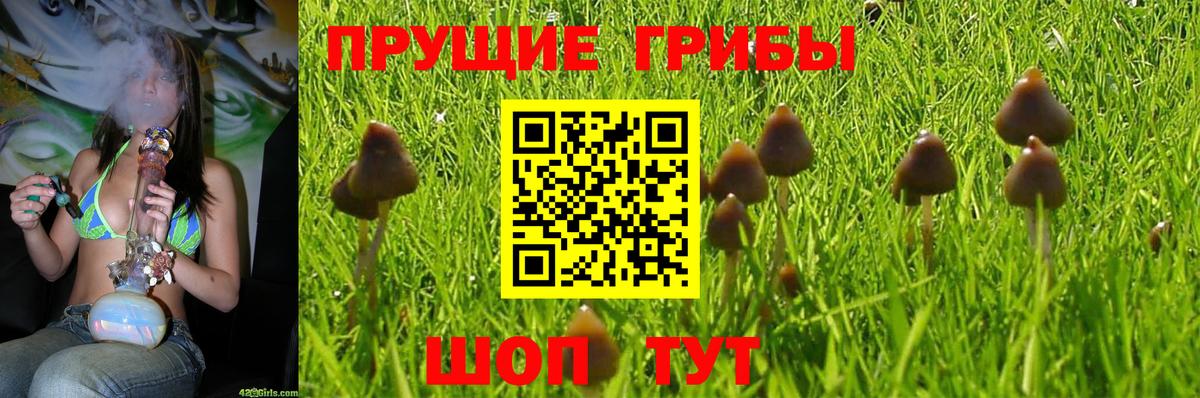 Горно-Алтайск  как найти   Вход с VPN  Псилоцибиновые грибы мицелий  Галлюциногенные грибы Magic Shrooms 