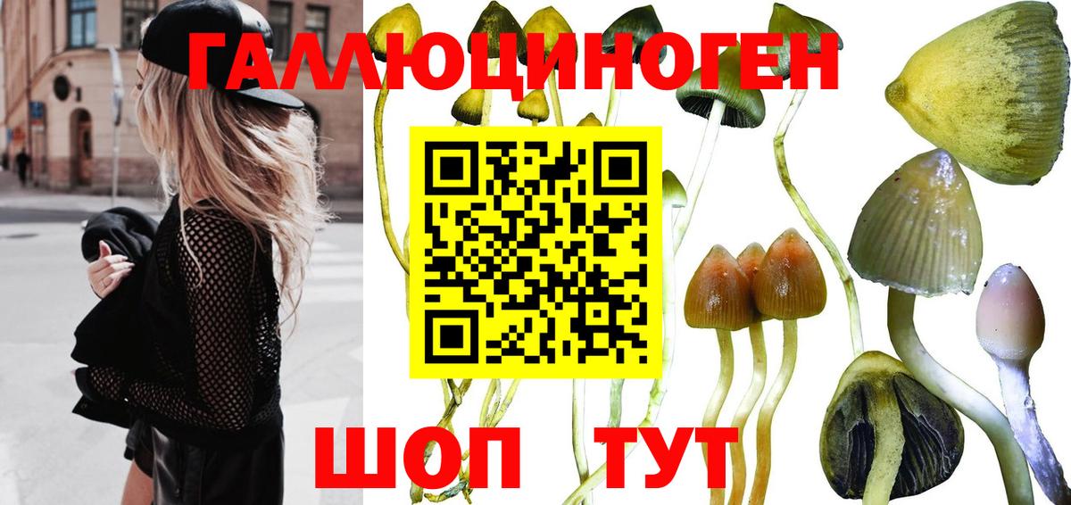 купить наркотик  Горно-Алтайск  Галлюциногенные грибы прущие грибы  Псилоцибиновые грибы Magic Shrooms 